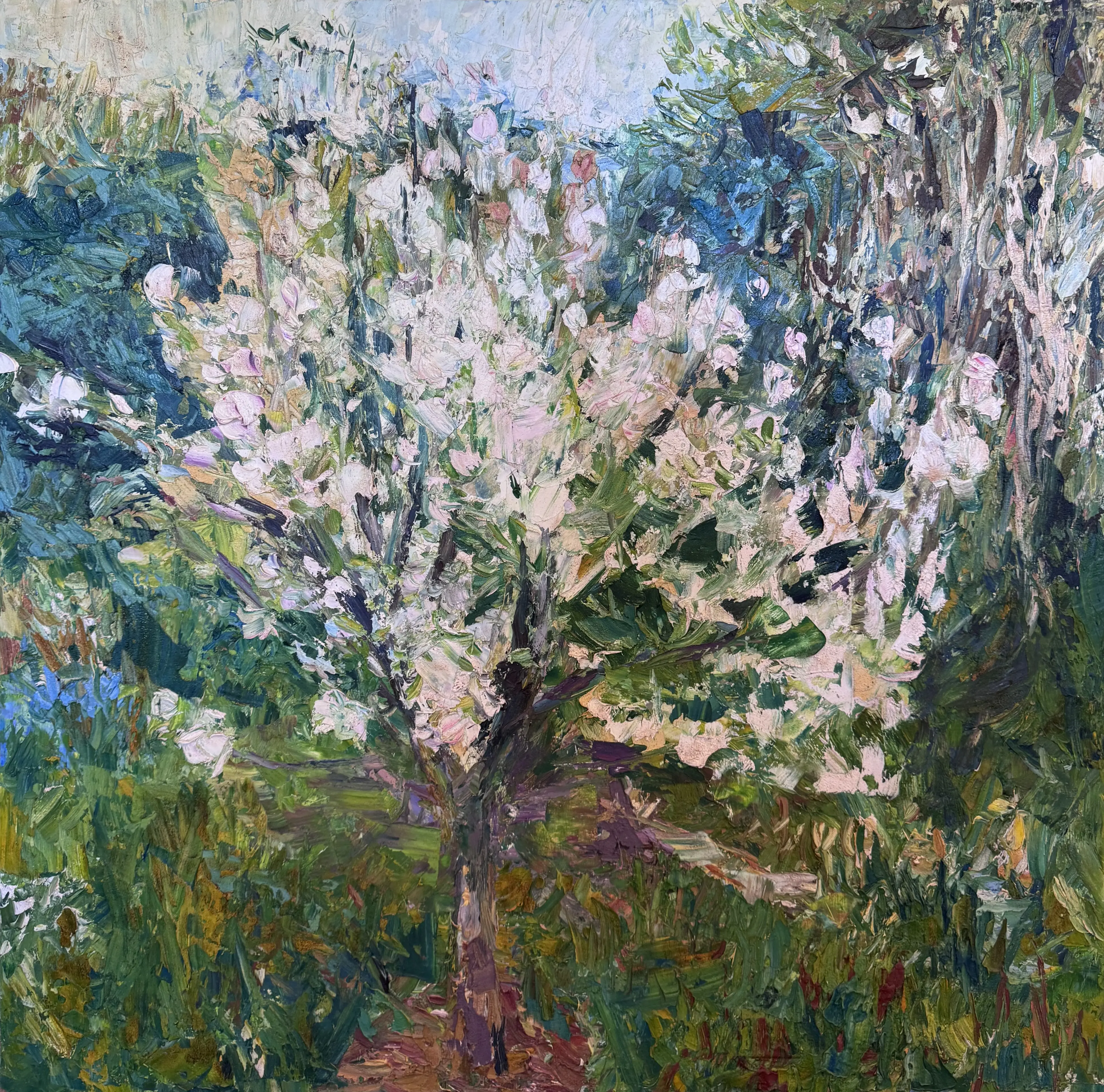 Apple Blossom Orchard, Small Apple Tree